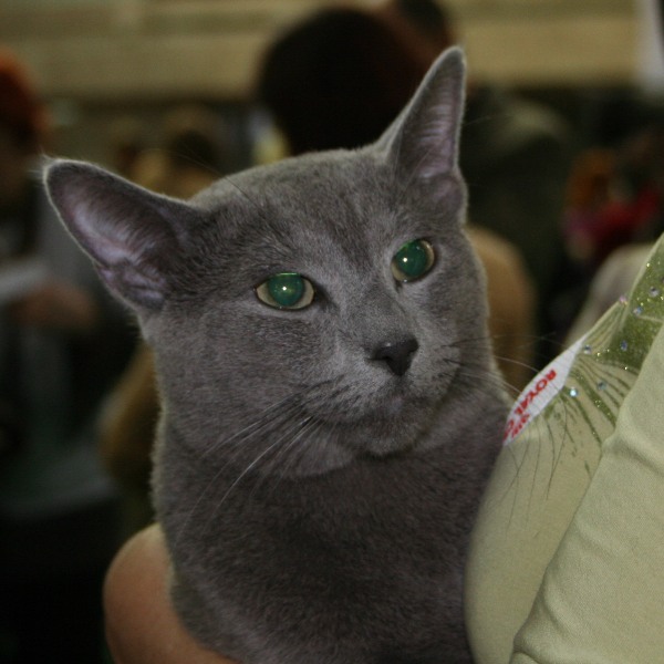 трозаяр питомник русских голубых кошек