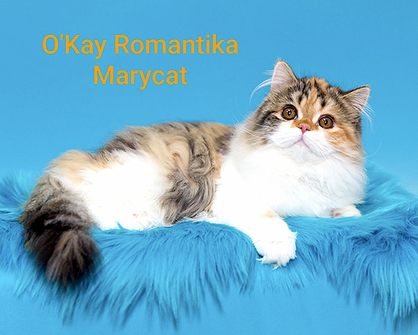 SCL O'Kay Romantika Marycat