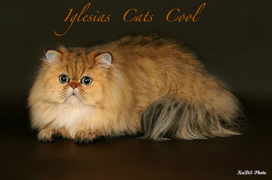 per_Iglesias_Cats_Cool