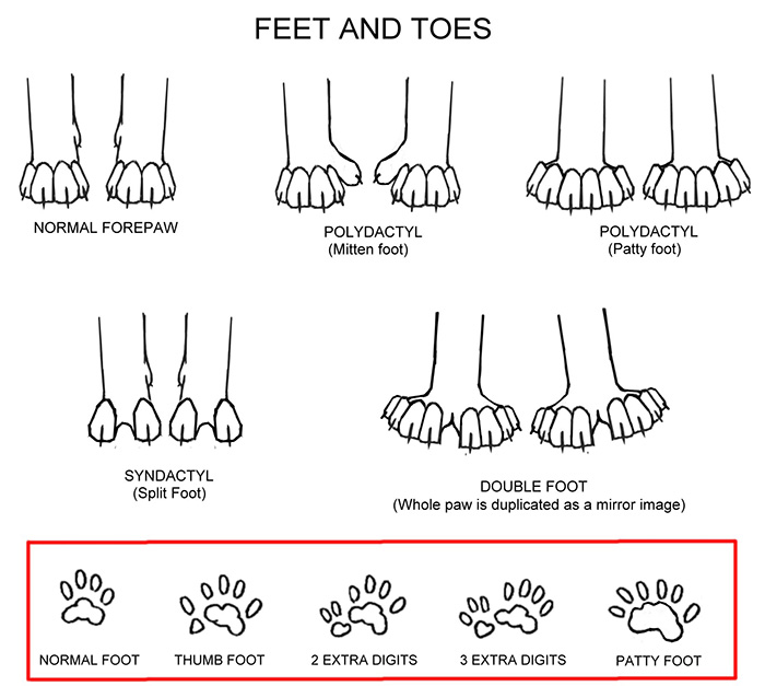 feet_and_toes